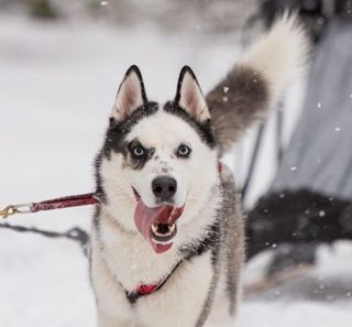 Husky avec un harnais dans la neige