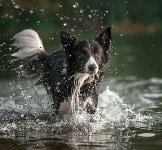 border collie noir et blanc dans l'eau