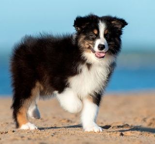 chiot sur la plage