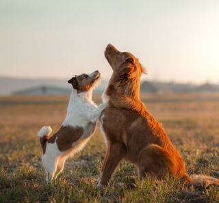 deux chiens jouant dans un pré dans le coucher de soleil
