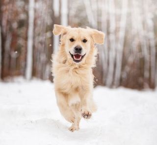 golden retriever courant dans la neige