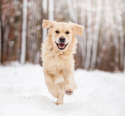 golden retriever courant dans la neige