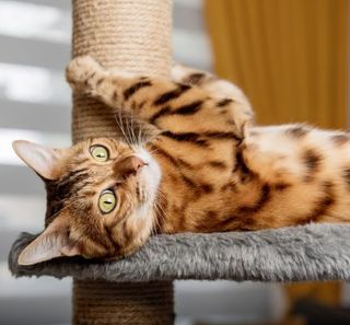 chat tabby jouant sur son arbre à chat