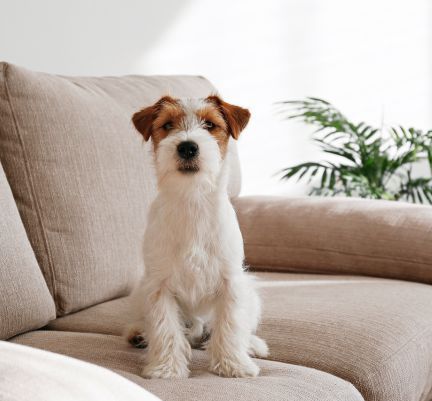 chien roux et blanc assis sur son canapé