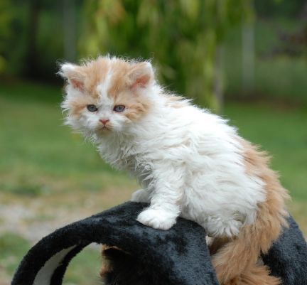 chaton Selkirk Rex roux et blanc