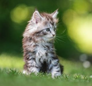 chaton main coon dans l'herbe