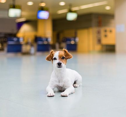 chien roux et blanc dans un aéroport