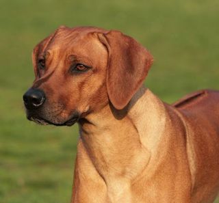 Rhodesian Ridgeback regardant vers la gauche