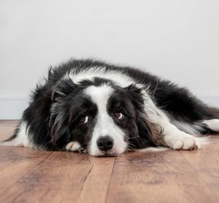 chien noir et blanc allongé sur le parquet