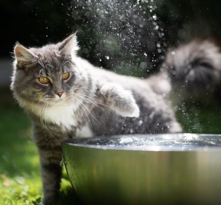 chat qui se rafraîchit dans de l'eau en extérieur