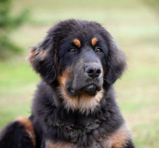 dogue du tibet noir et feu dans un pré