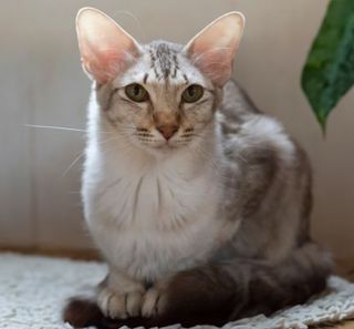 chat javanais gris et blanc à côté d'une plante