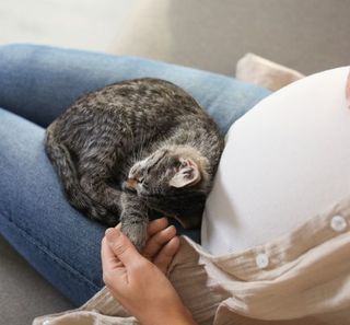 chaton allongé sur une femme enceinte