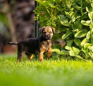 chiot border terrier dans son jardin