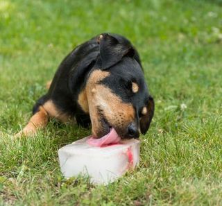 chien noir et fauve qui lèche un glaçon sur de la pelouse