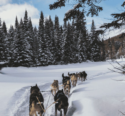 Chiens de traîneaux dans la neige