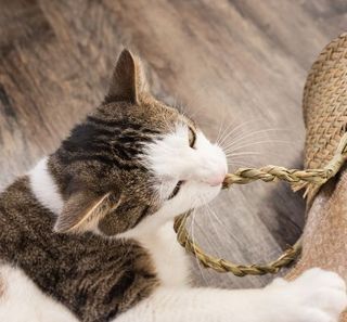 chat atteint de pica