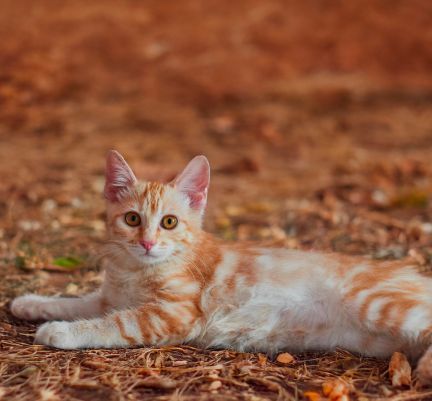 Bobtail Américain roux dans des feuilles