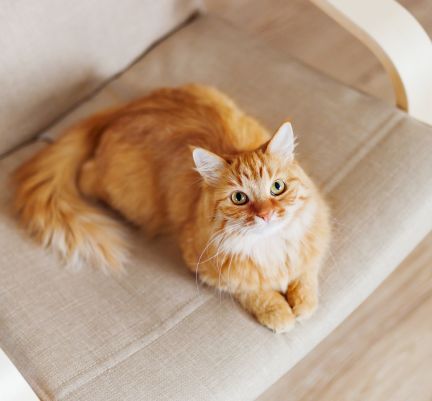 chat roux à poils longs sur une chaise
