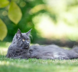 chat maine coon gris allongé dans l'herbe