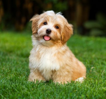 bichon havanais beige et blanc dans l'herbe