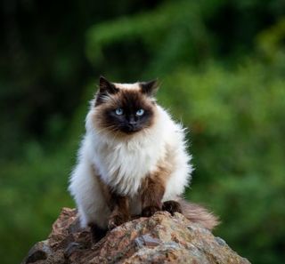 chat himalayen aux yeux bleus assis sur une branche
