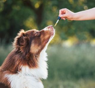 chien recevant de l'huile de chanvre à la pipette