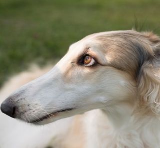 barzoi couleur crème dans l'herbe