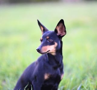 pinscher nain assis dans un pré