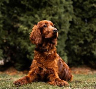 setter irlandais couché devant une haie