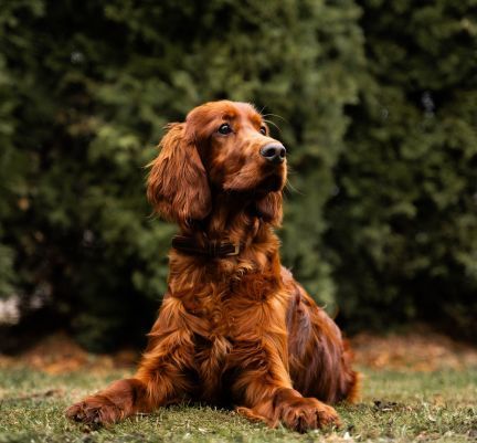 setter irlandais couché devant une haie