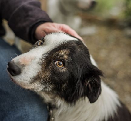 chien noir et blanc qui a peur et qui se fait carresser par son maître
