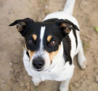 chien tricolore regardant l'appareil