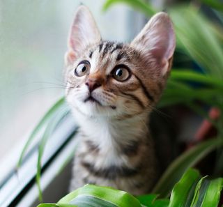 Petit chat en intérieur