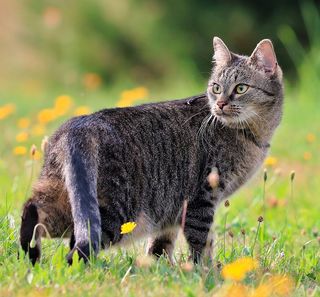 Chat en extérieur