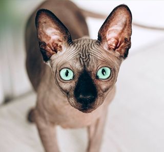 Sphynx, chat hypoallergénique