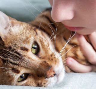 Chat couché à côté de sa maîtresse