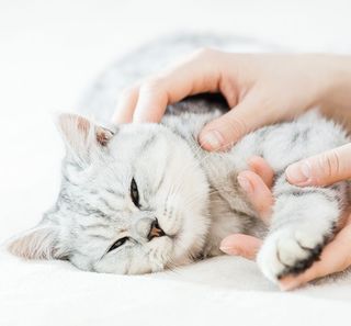 Chat sur un lit