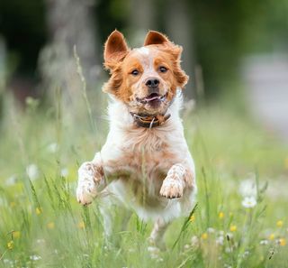 Chien hyperactif en extérieur