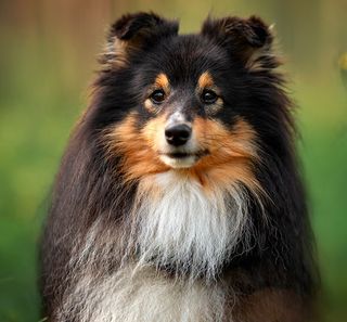 Petit chien à poil long blanc et noir