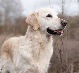 Golden Retriever en extérieur