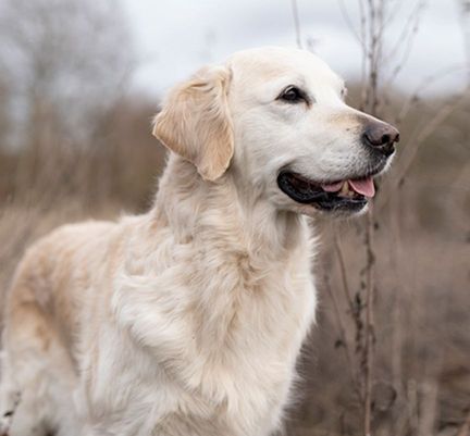 Golden Retriever en extérieur