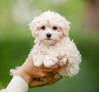 Chiot dans la main de sa maîtresse