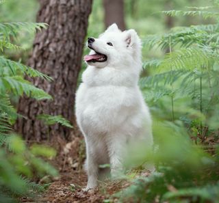 Berger blanc suisse assis dans une forêt