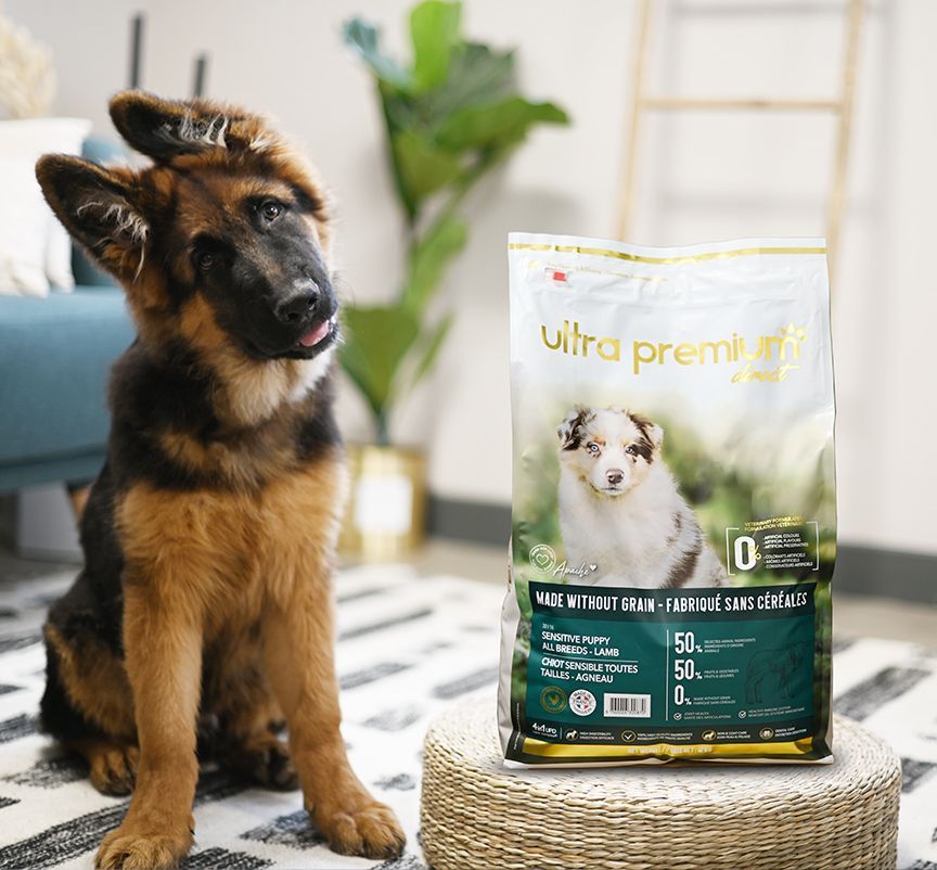 Utiliser l'huile de coco pour votre chien : quelle fréquence est idéale ? -  Animal Club Le Furet