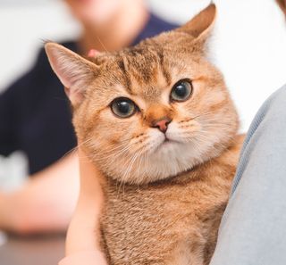 Chat roux dans les bras de sa maîtresse