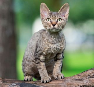 Chat en pleine nature