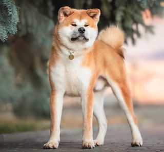 Gros plan sur l'akita inu 