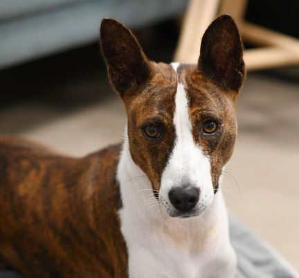 Gros plan sur un basenji