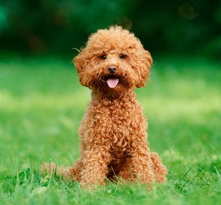 Caniche assis en extérieur